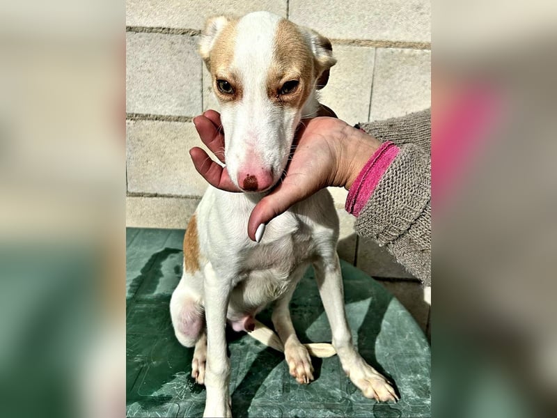 Matias, ein zarter Podi Bube