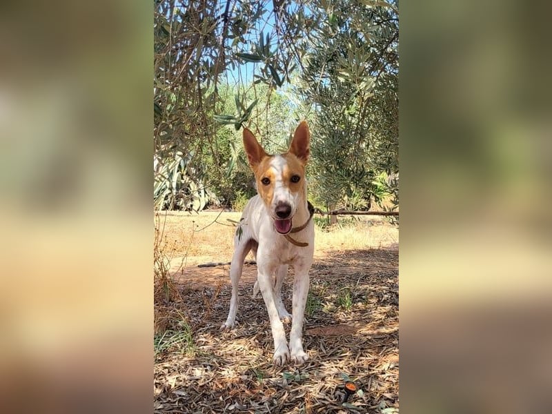 Suki, wartet auf sein großes Glück