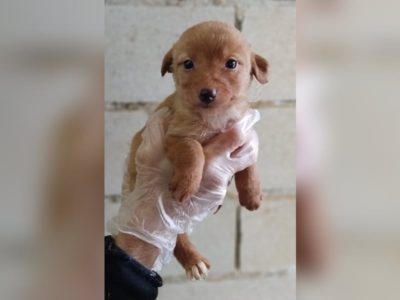 Ada, neugierig und klug