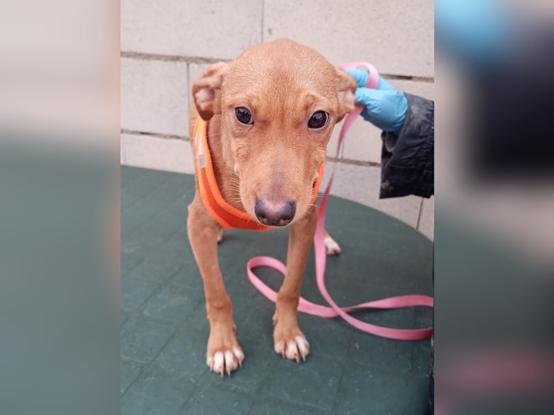 Tibs, sucht ein warmes Körbchen über den Winter