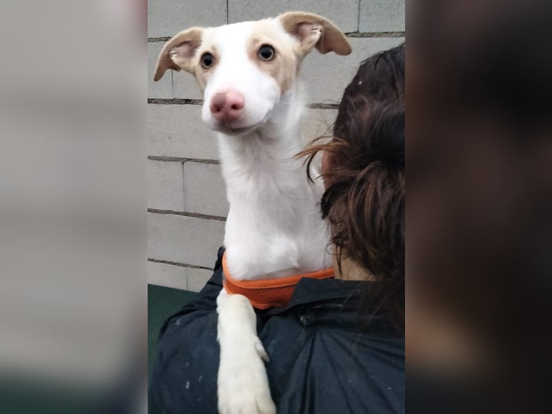 Matias, ein zarter Podi Bube