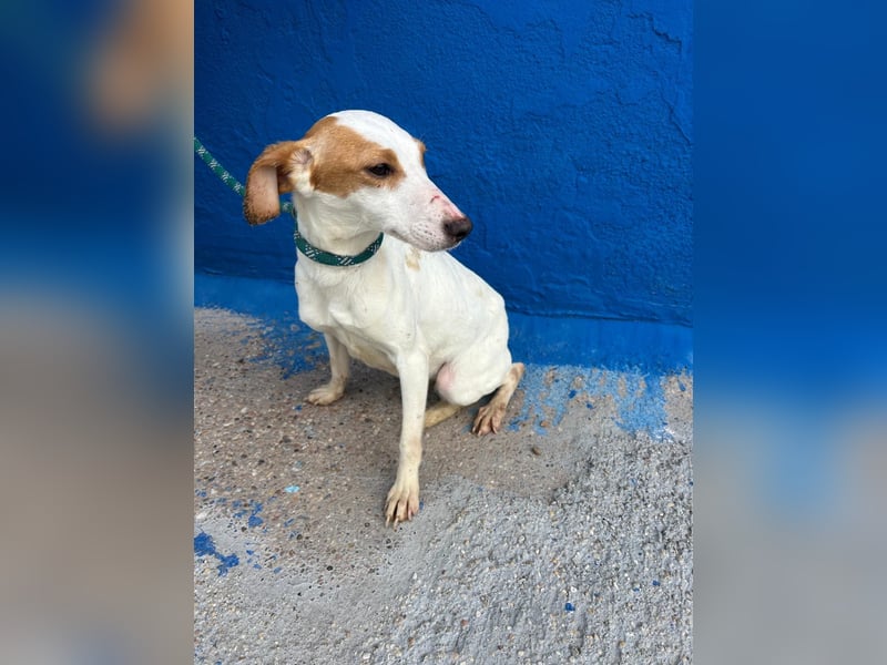 Ria, eine kleine zarte Podenca