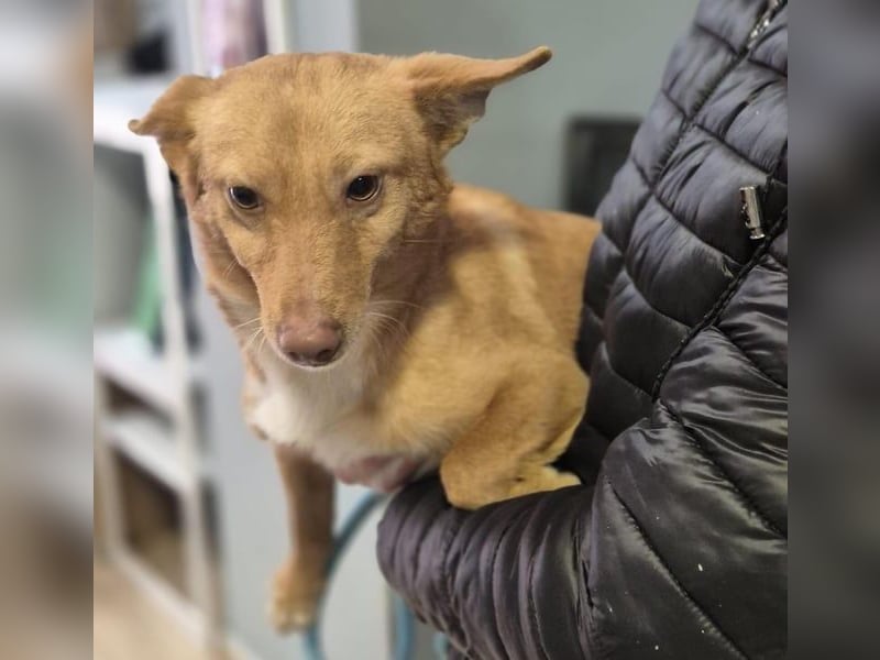 Hugo – Der Podenco auf kurzen Beinen und mit ganz großem Charme!