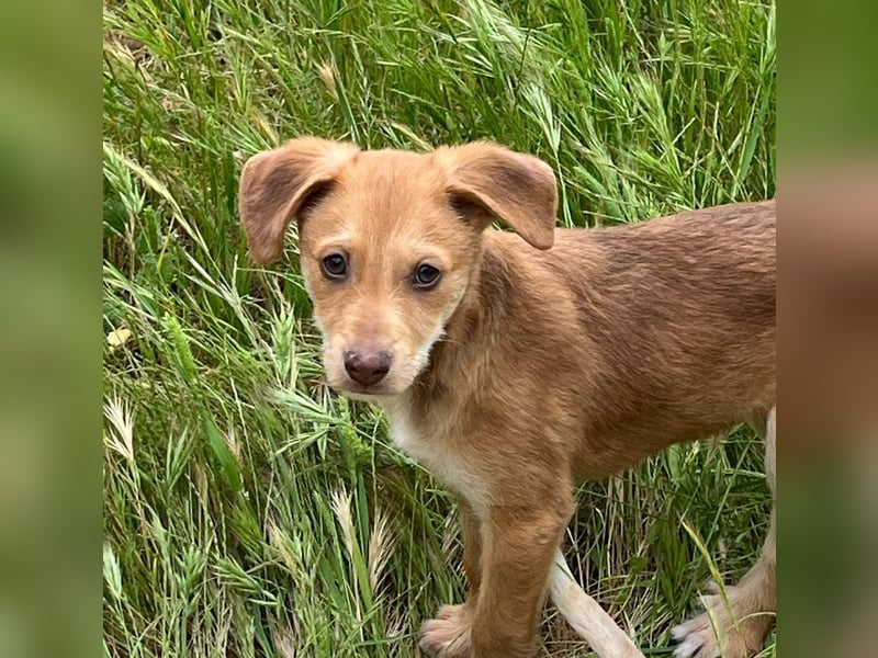 Ein verspieltes Herz auf der Suche: Bimba wartet auf ihre Familie!