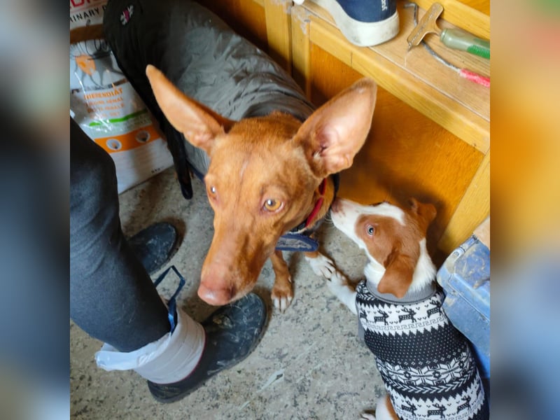 Jalo sucht seine Familie