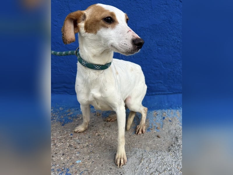 Ria, eine kleine zarte Podenca