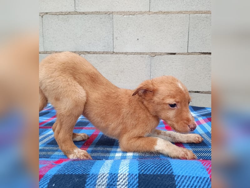 Bianca, kleines Mädchen sucht ihr Glück