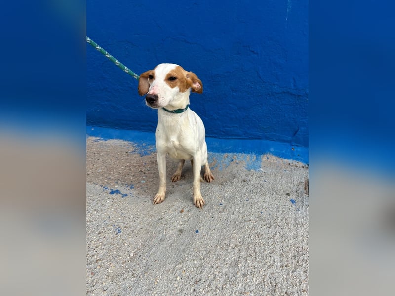 Ria, eine kleine zarte Podenca