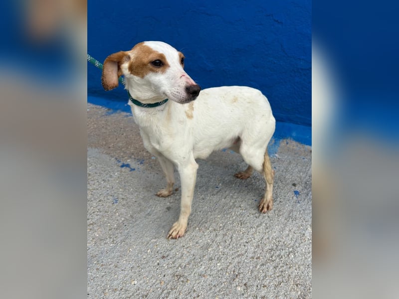 Ria, eine kleine zarte Podenca