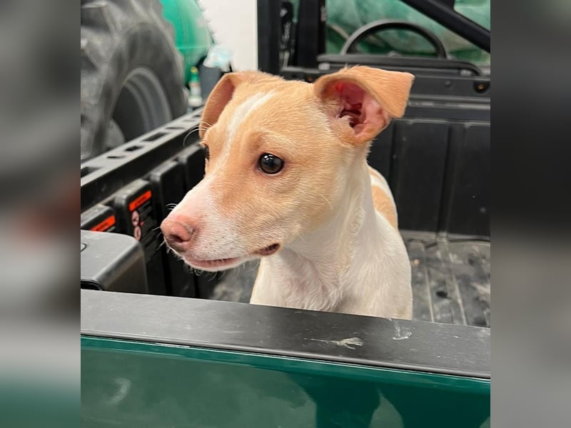 Lola - kleine Lachmaus  sucht ihr großes Glück