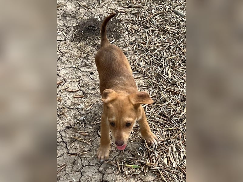 Ein verspieltes Herz auf der Suche: Bimba wartet auf ihre Familie!