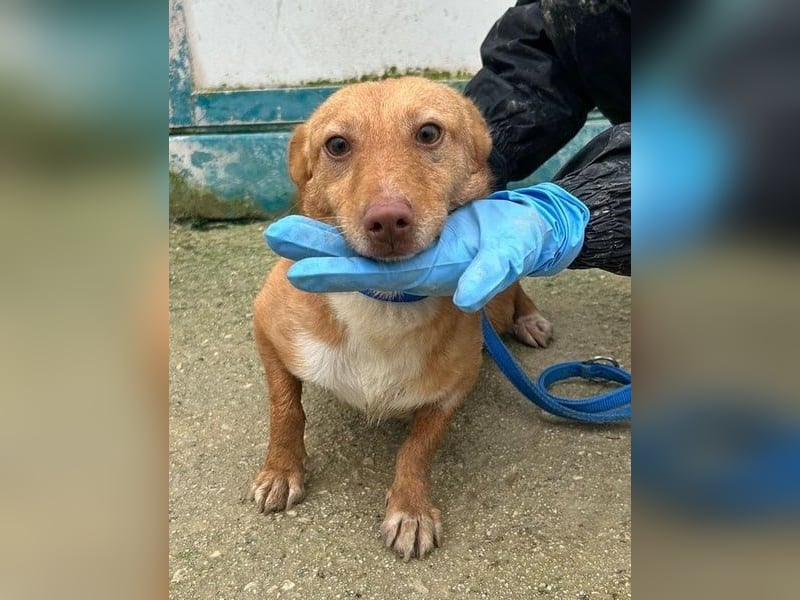 Hugo – Der Podenco auf kurzen Beinen und mit ganz großem Charme!