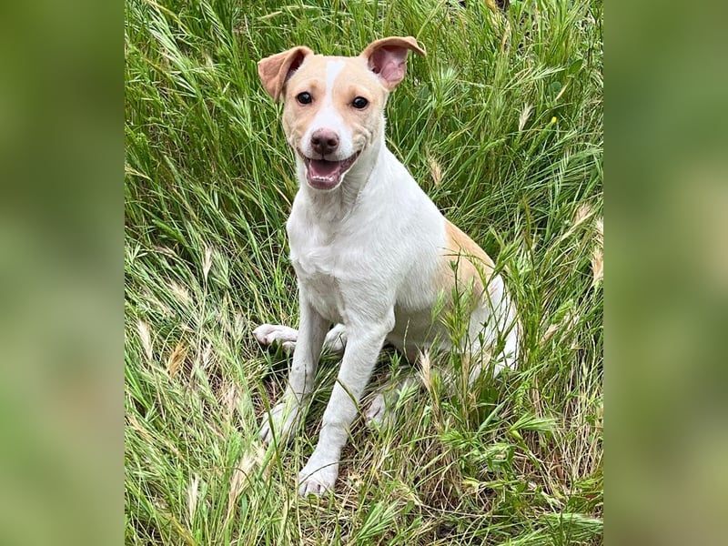 Lola - kleine Lachmaus  sucht ihr großes Glück