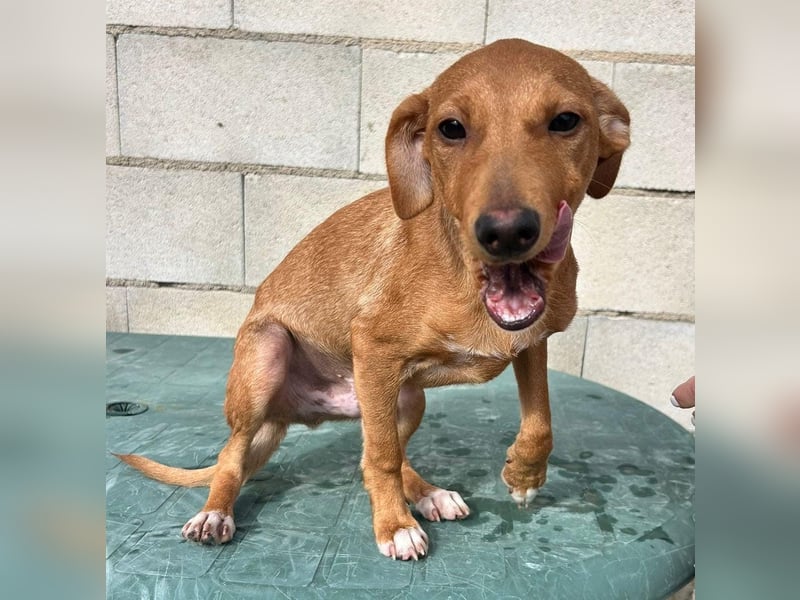 Tibs, sucht ein warmes Körbchen über den Winter