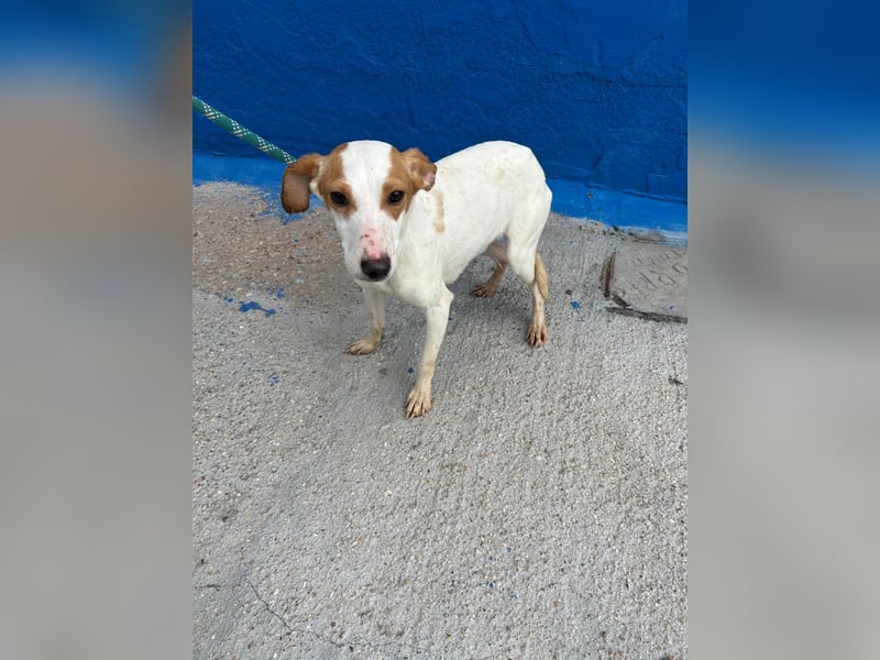 Ria, eine kleine zarte Podenca