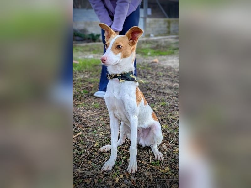 Casillas, verschmust und absolut liebenswert