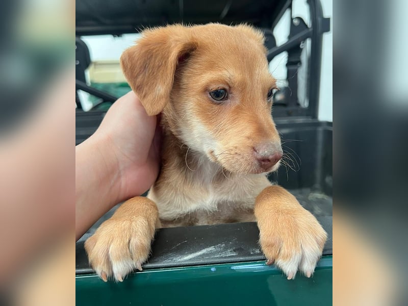 Ein verspieltes Herz auf der Suche: Bimba wartet auf ihre Familie!