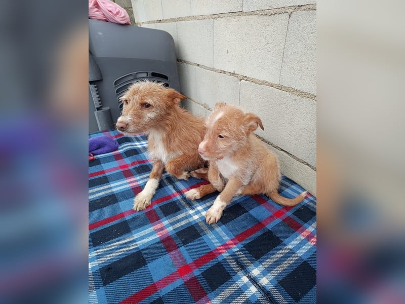 Carlos, bringt gute Laune ins neue Heim