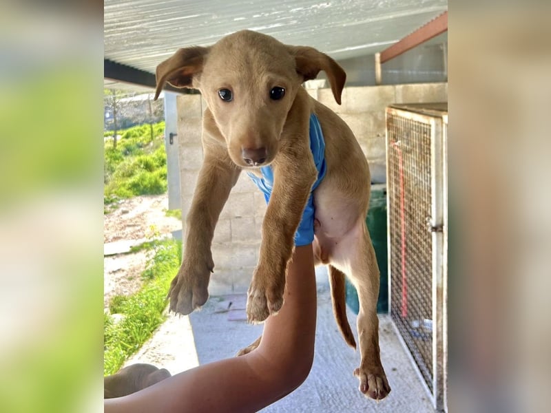 Puma, neugieriger Welpenbube ist bereit die Welt zu entdecken