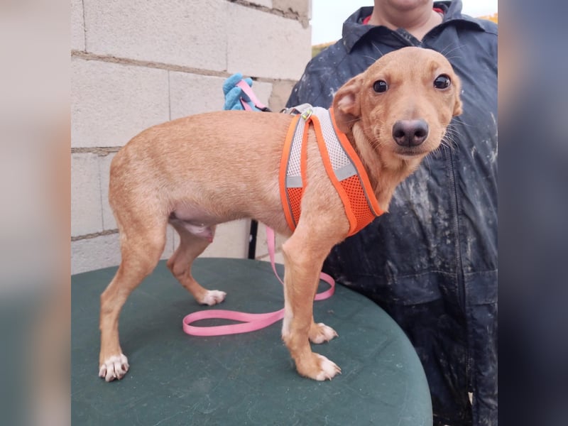 Tibs, sucht ein warmes Körbchen über den Winter