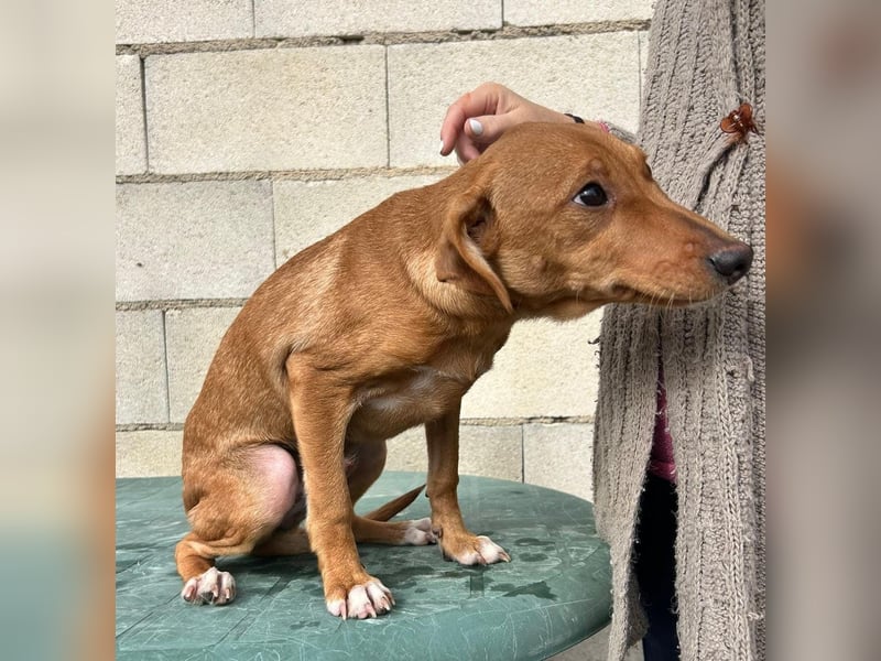 Tibs, sucht ein warmes Körbchen über den Winter