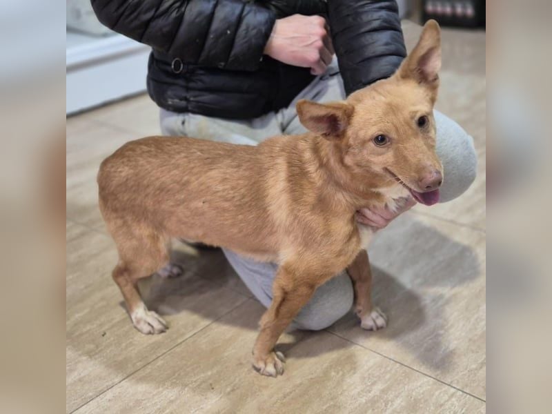 Hugo – Der Podenco auf kurzen Beinen und mit ganz großem Charme!