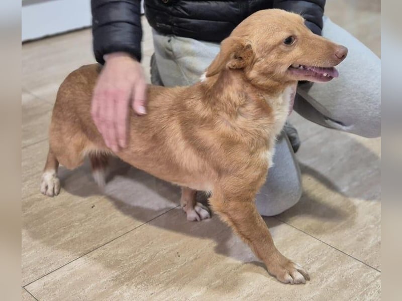 Hugo – Der Podenco auf kurzen Beinen und mit ganz großem Charme!