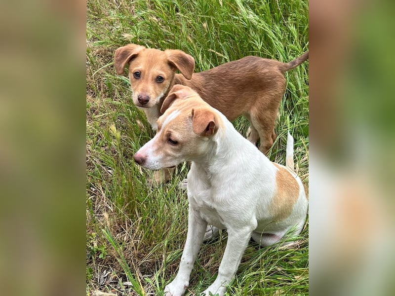 Lola - kleine Lachmaus  sucht ihr großes Glück