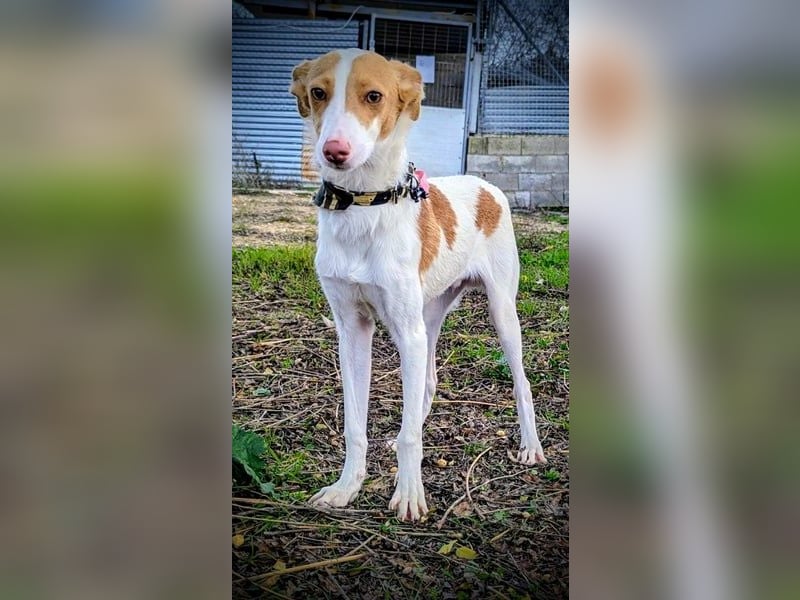 Casillas, verschmust und absolut liebenswert