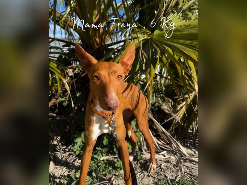 Okal - kleine Entdeckerin auf dem Weg ins Glück