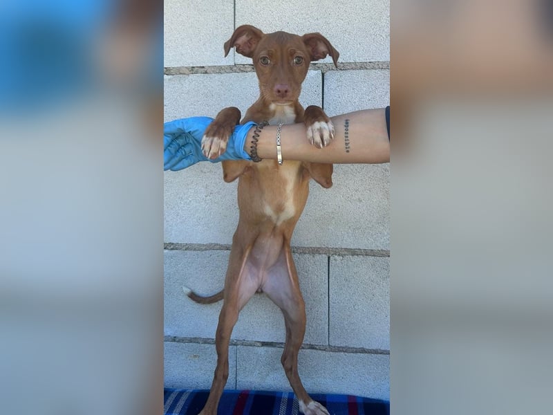 Gabbana - kleine weiße Pfötchen auf dem Weg ins große Glück