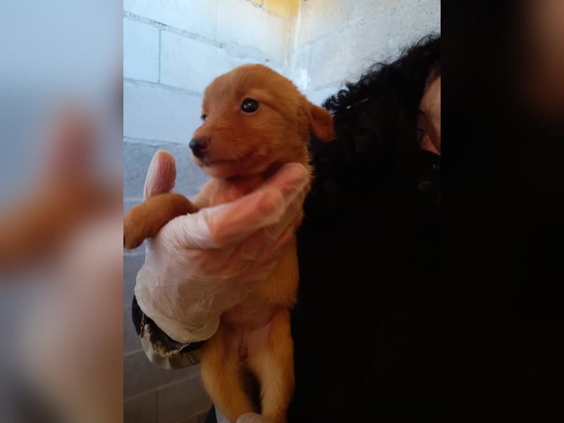 Ada, kleine neugierige Welpenpfötchen suchen ein Heim