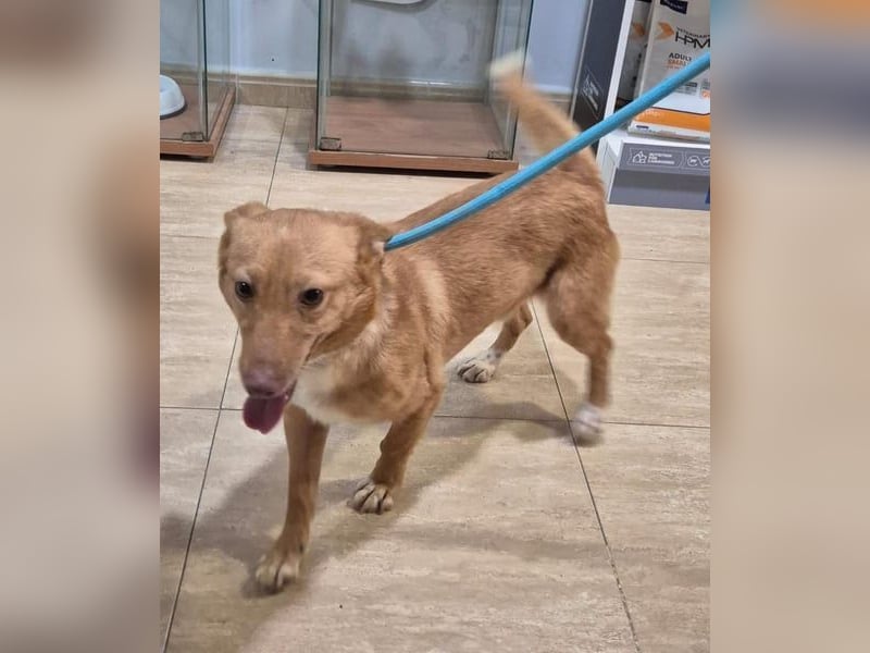 Hugo – Der Podenco auf kurzen Beinen und mit ganz großem Charme!