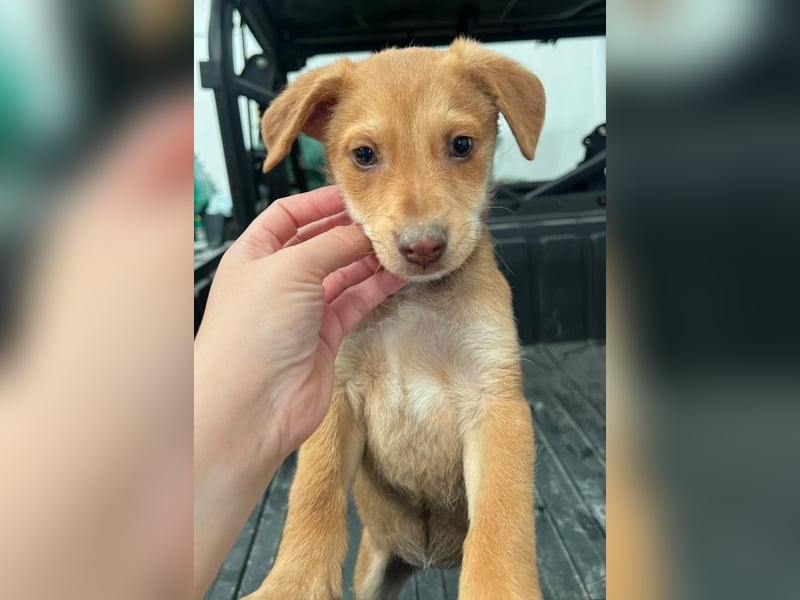 Ein verspieltes Herz auf der Suche: Bimba wartet auf ihre Familie!