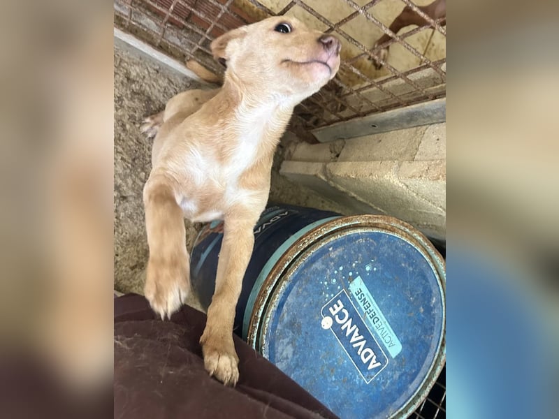 Puma, neugieriger Welpenbube ist bereit die Welt zu entdecken