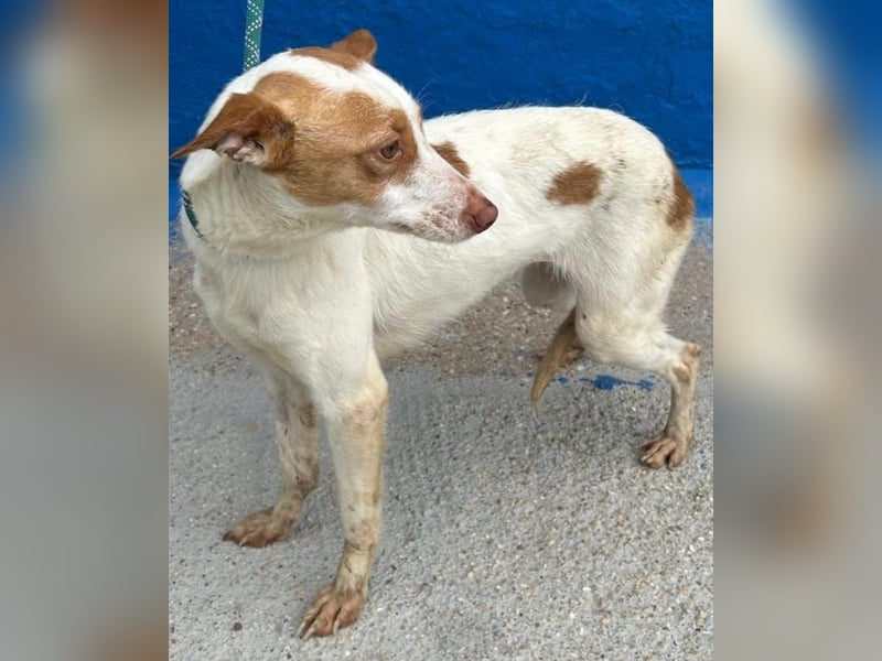 Chira, wo darf sie ihren Platz finden ?