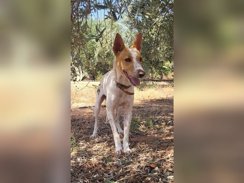 Suki, wartet auf sein großes Glück