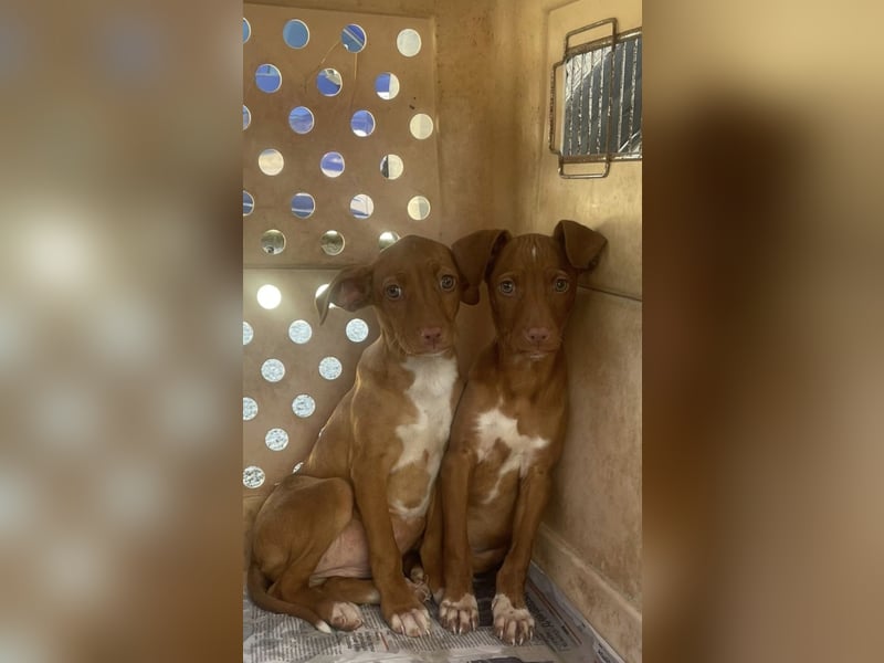 Gabbana - kleine weiße Pfötchen auf dem Weg ins große Glück