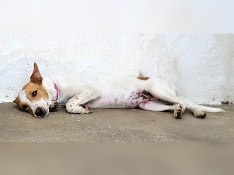 Suki, wer gibt ihm eine Chance auf ein Körbchen