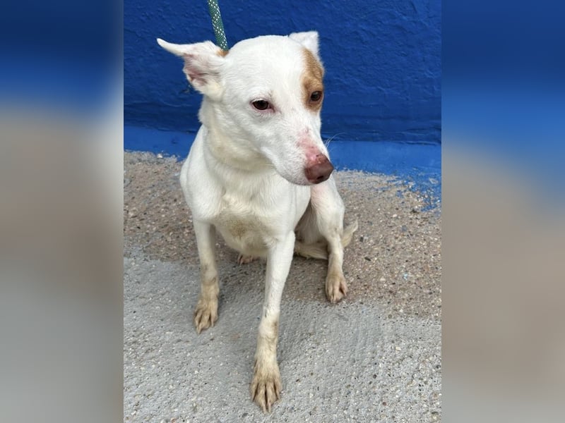 Luni – Ein zartes Podencoherz sucht endlich Sicherheit und Liebe