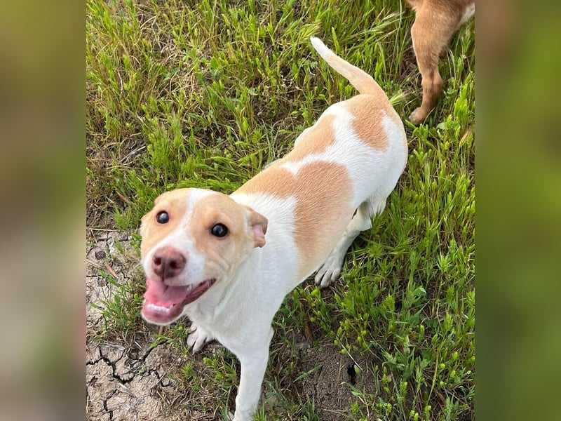 Lola - kleine Lachmaus  sucht ihr großes Glück