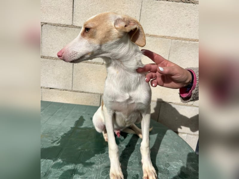 Matias, ein zarter Podi Bube