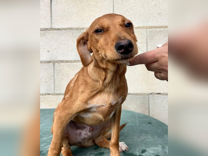 Tibs, sucht ein warmes Körbchen über den Winter