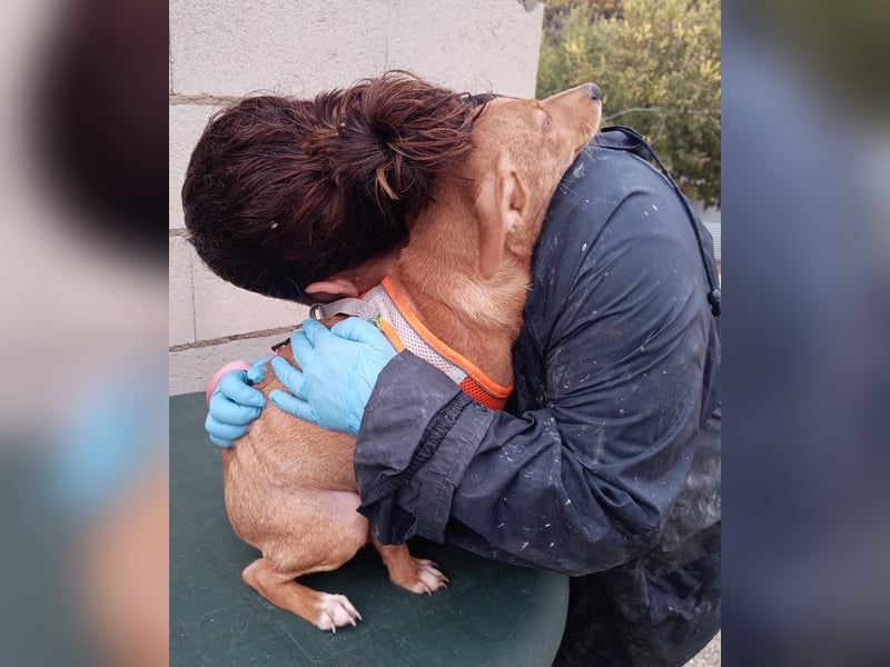 Tibs, sucht ein warmes Körbchen über den Winter