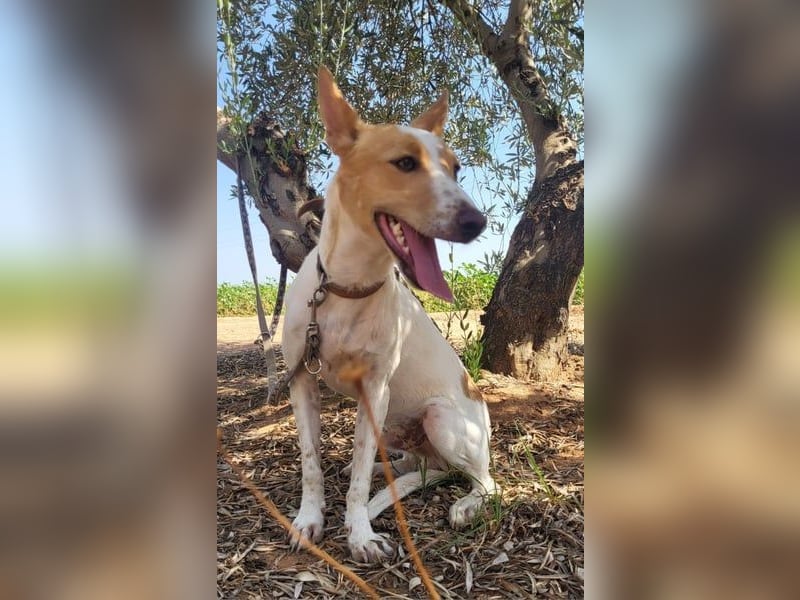 Suki, wer gibt ihm eine Chance auf ein Körbchen