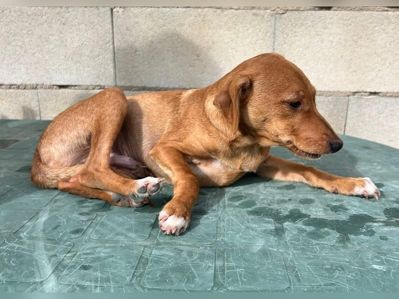 Tibs, sucht ein warmes Körbchen über den Winter