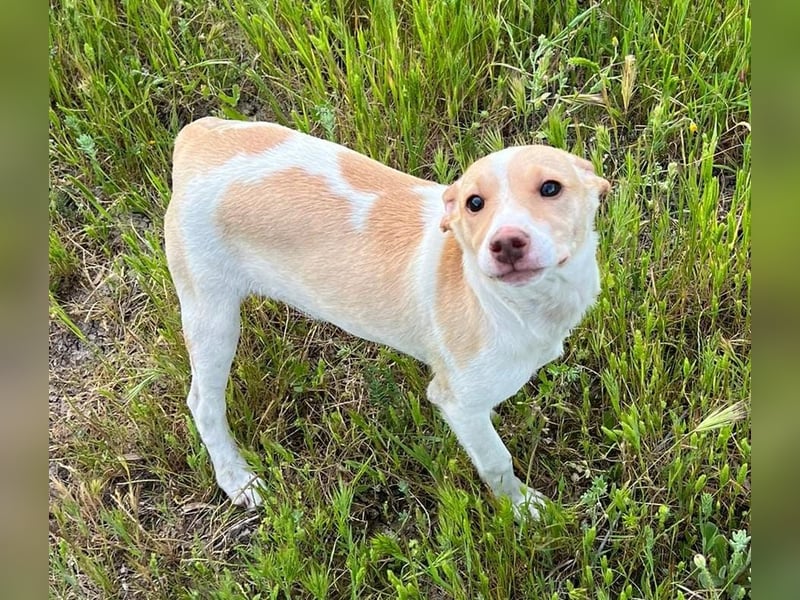 Lola - kleine Lachmaus  sucht ihr großes Glück