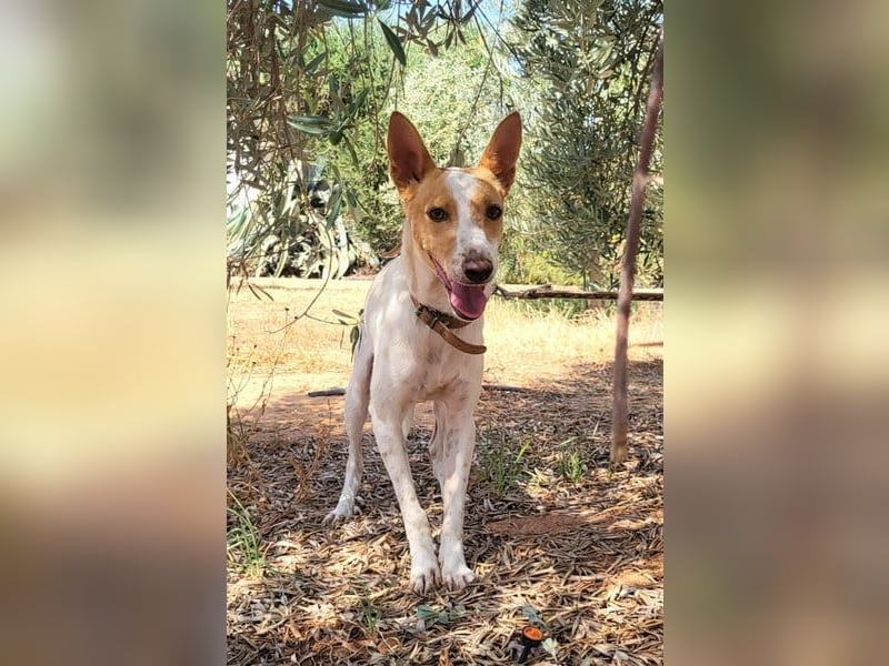 Suki, wartet auf sein großes Glück