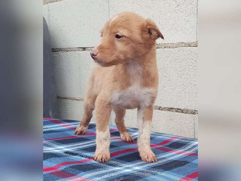 Bianca, kleines Mädchen sucht ihr Glück