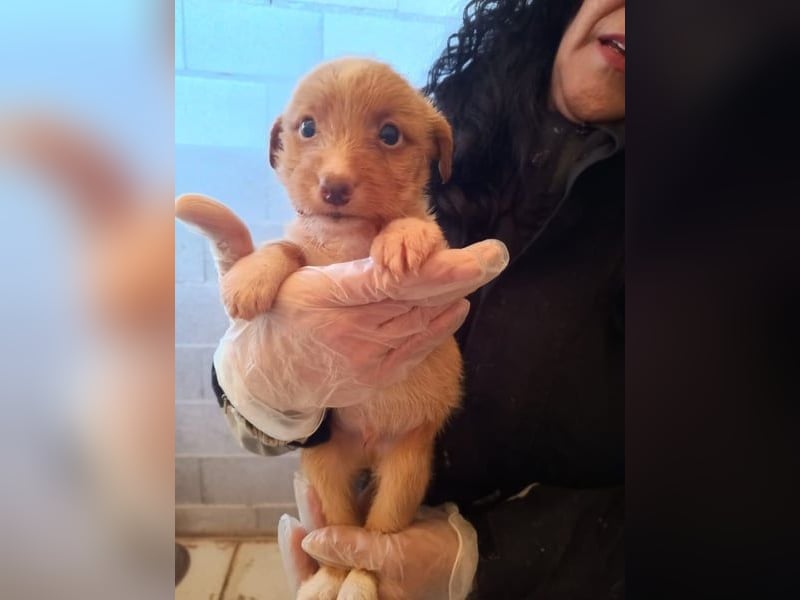 Carlos, bringt gute Laune nach Hause